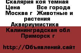 Скалярия коя темная › Цена ­ 50 - Все города, Москва г. Животные и растения » Аквариумистика   . Калининградская обл.,Приморск г.